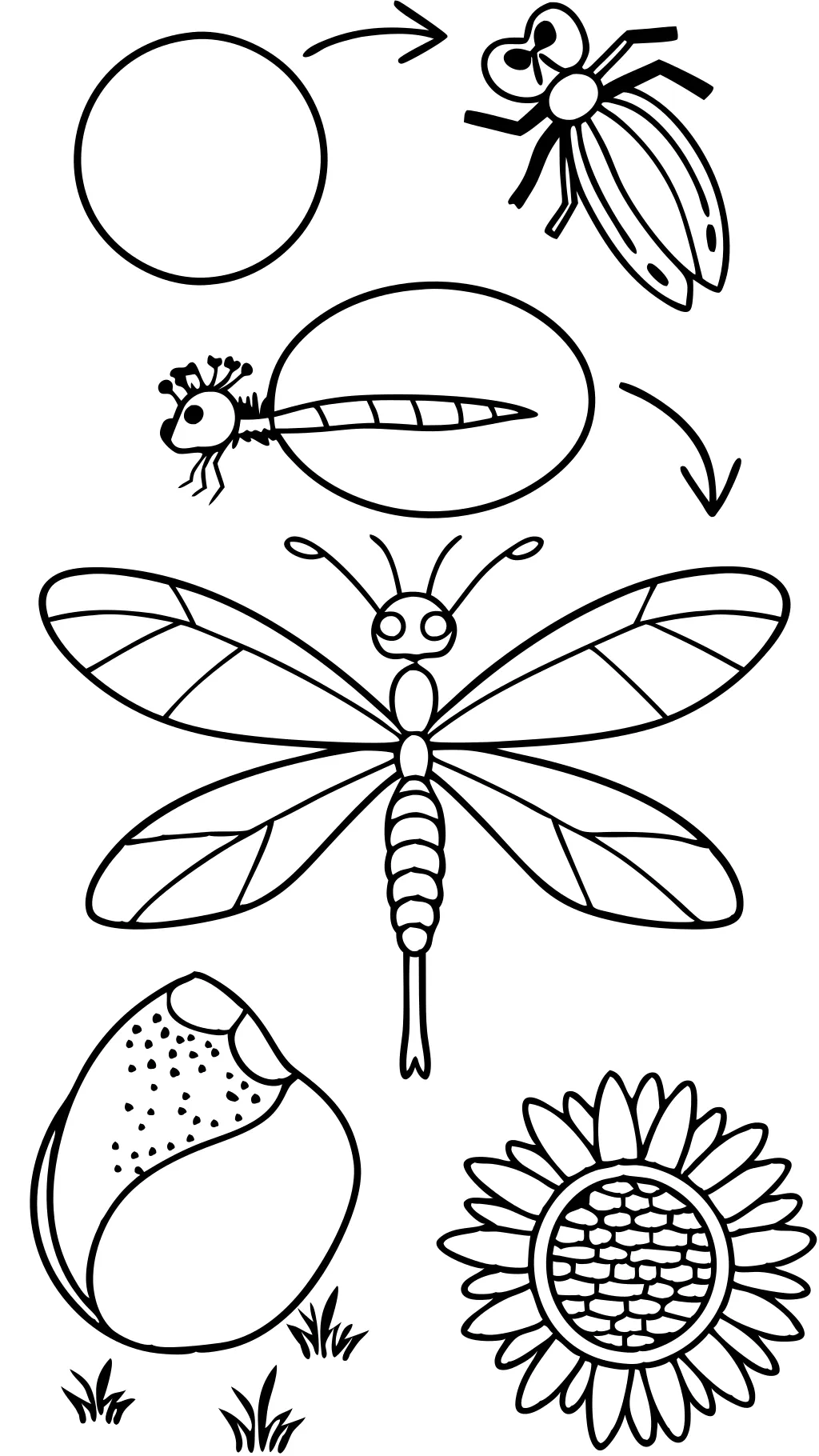 life cycle of a dragonfly coloring page